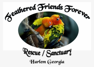Feathered Friends Forever - Photo Caption #8925771