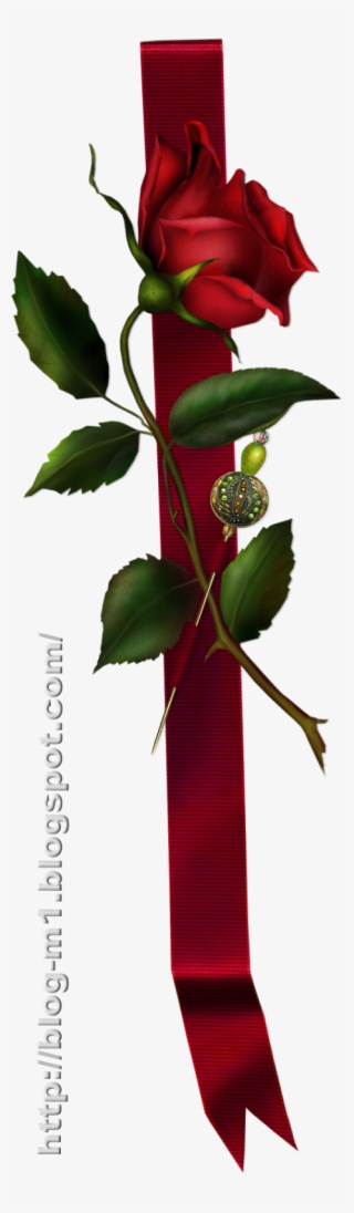 61-bir Kandil Gülü Savur Sevdiklerine, Size Onlardan - Red Rose With Ribbon #8926147