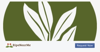 Agave #8926334