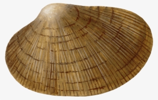 Clam-ruditapes Philippinarum El - Baltic Clam #8926665