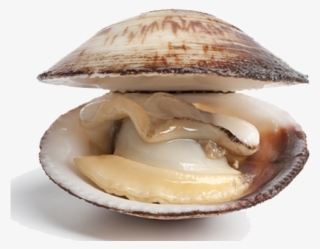 Difference Between A Clam #8926699