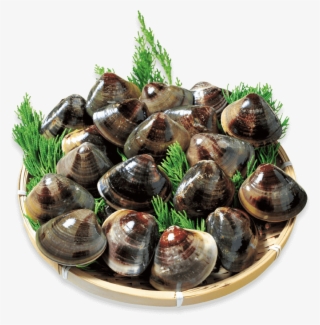 Kuwana's Famous Hamaguri Clams Are Known For Their - Clam #8927163