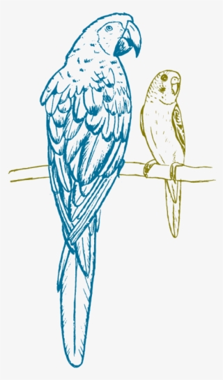 Macaw #8934266