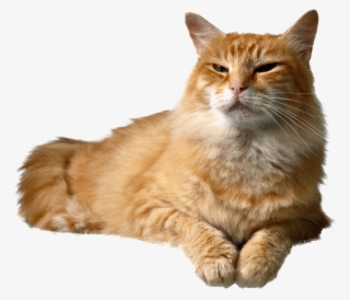 Cat Png Transparent #8934457 Cat Png Transparent #8934457