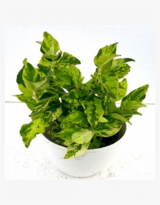 153304294393218892 Padilanthus Tithymaloide Silver - Flowerpot #8934467