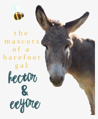 When You Follow This Blog New Posts Will Be Delivered - Burro #8938141