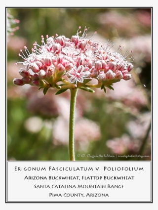 Swft01 - Brittlebush Swft02 - Buckwheat - Milkweed #8938961