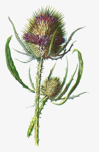 Free Digital Flower Clip Art - Teasel Clipart #8939210 Free Digital Flower Clip Art - Teasel Clipart #8939210