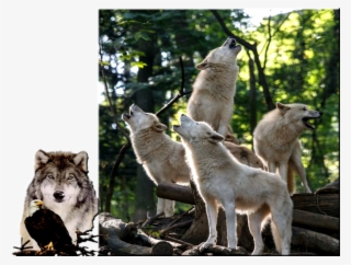 Обсуждение На Liveinternet - Wolf #8941534