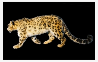 Complete Animal Free Png Collection, Free Pngs Has - Golden Mountains Of The Altai #8943419