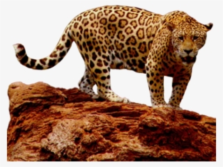 Leopard #8943748 Leopard #8943748