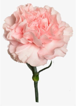 Carnation Peach Light Flower Shop Studio Flores - Carnation #8944375