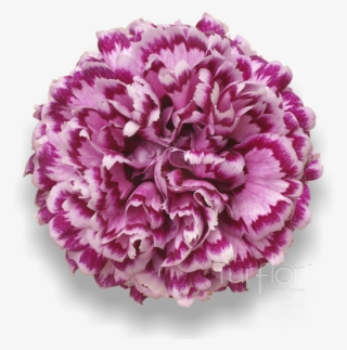 Antigua - Carnation #8944410