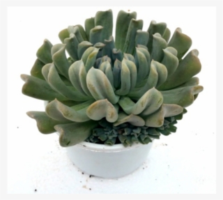 Echeveria Runyonii Topsy-turvy Succulent Plant - Flowerpot #8944530
