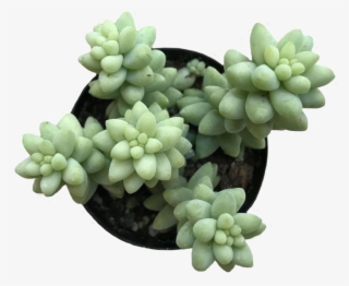 Donkey Tail - Transparent Background Succulents Png #8944633