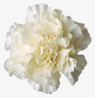 Delta Sigma Phi Flower - White Carnation No Background #8944890