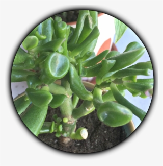 Succulents For Low Light Environments Green - Plantas Da Sorte Suculentas #8944924