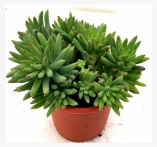 Sedum Morganianum Succulent Plant - Bomba De Aceite Dakar 200 #8945057