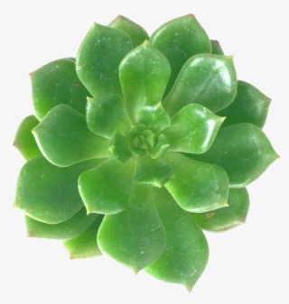 Succulents Sticker - White Mexican Rose #8945576