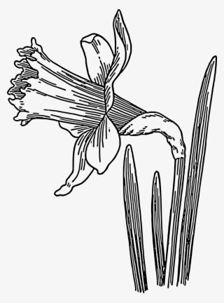 Big Image - Daffodil Clipart Black And White #8945775