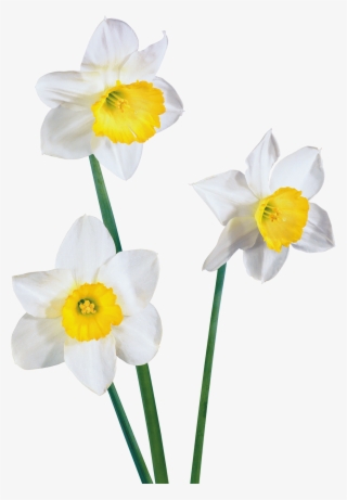 1500 X 2162 1 - White Flowers #8946082