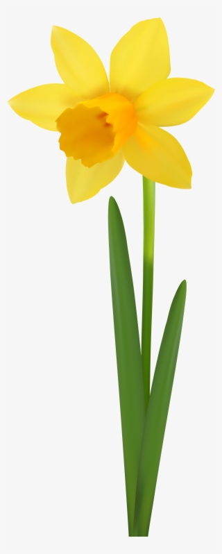Daffodil Flower Transparent Image - Narcissus #8946165