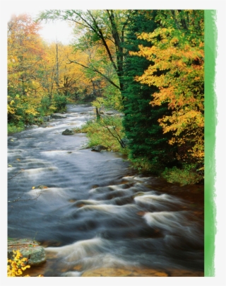 Our Water Is Pristine And Bottled For Drinking - Autumn #8947384