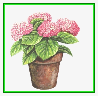 Hydrangea Flower Clipart - 盆栽 油畫 #8947851