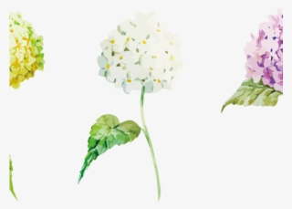 Hydrangea Clipart Plant Png - Lantana Camara #8947991