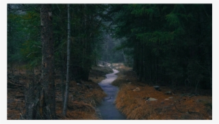 Score 50% - Spruce-fir Forest #8948221