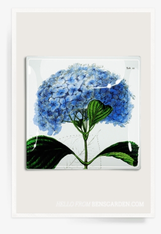 Blue Hydrangea Decoupage Glass Tray - Hydrangea #8948424