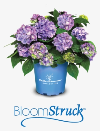 Bloomstruck Endless Summer Are Known To Bloom - Bouquet #8948822