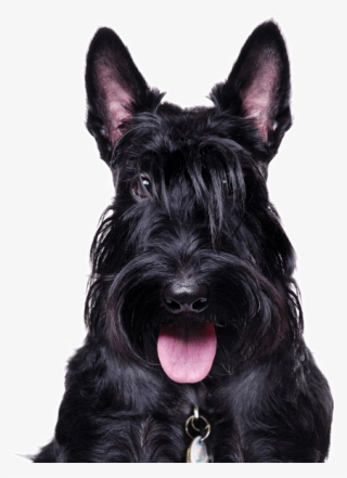 565 X 585 1 - Scottish Terrier #8949152