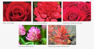 One Of The Bluest States Has A Red Flower - Hybrid Tea Rose #8949909