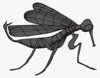 Vector-mosquito Fkkbb9id - Net-winged Insects #8950612