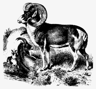Big Image - Sheep #8953264