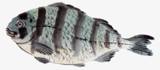 Black Tail Permit Fish Png, Fish Painting Png - Ukiyo-e #8955391