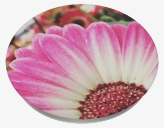 Spring Flowers, Popsockets - African Daisy #8958063