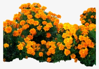 Plantas Con Flores Png #8958164
