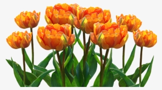 Spring, Tulips, Easter, Nature, Spring Flower, Flowers - Profilbilder Kostenlos Whatsapp Frühling #8958197