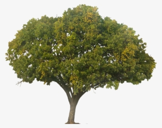 Saturday, August 15, - Cedro De La Selva Peruana #8959775