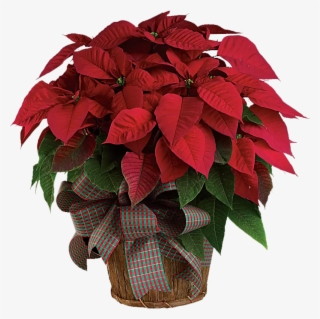 Classic Poinsettia #8960442