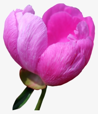 Peony Png Free Download - Tulip #8960534 Peony Png Free Download - Tulip #8960534