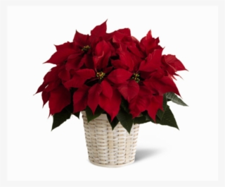 Classic Poinsettia - Poinsettia In A Pot #8960840