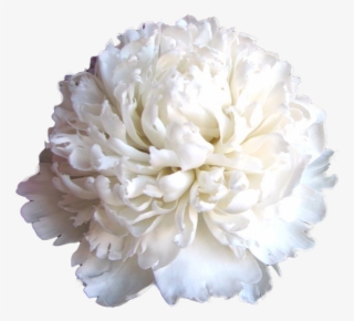 Carnation #8960929 Carnation #8960929