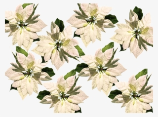 Christmas, Christmas Star, Poinsettia, Advent - Christmas Poinsettias On Transparent Background #8961133