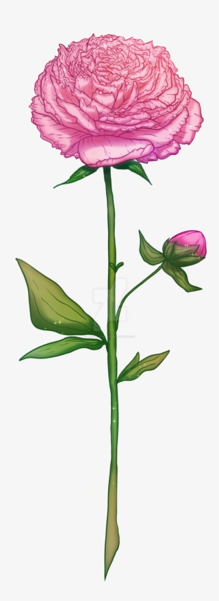 Peony By Akane-chaan - Common Peony #8961172