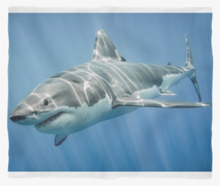 Check Out This Great White Shark - Water Animals Shark #8964108