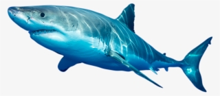 Photo Of White Shark Photo Of White Shark - Swordfish #8964264