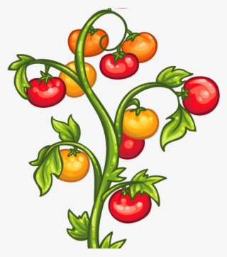 Tomato Plants Clipart #8965816